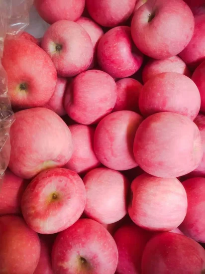 Hochwertige rote Premium-Frischfrüchte, köstliche süße FUJI-Äpfel für den Großhandel