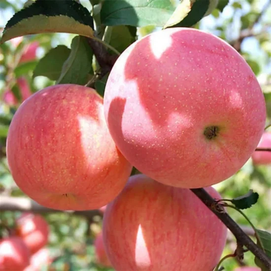 Chinesischer süßer frischer Royal Gala-Apfel. Frische FUJI- und Red Star-Äpfel und andere frische Früchte zum Großhandelspreis in großen Mengen für den Export