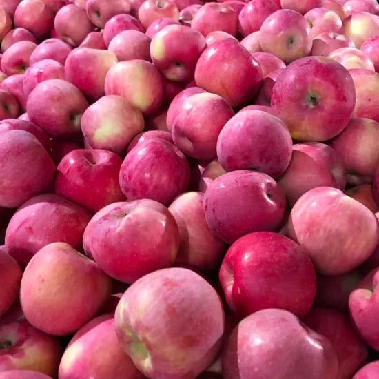 Chinesische frische Früchte, rote, köstliche FUJI-Äpfel zu wettbewerbsfähigen Preisen
