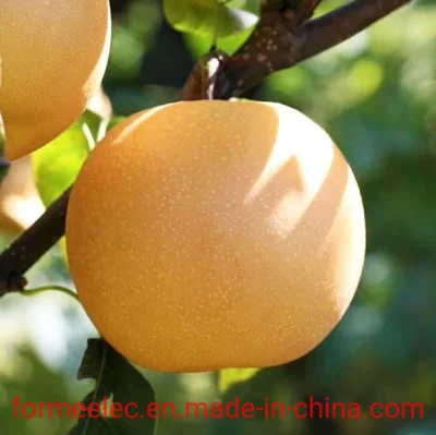 Chinesische Fruchtbirne Herbstmondbirne Qiu Yue Birne Qiuyue Birne